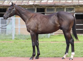 キングカメハメハ産駒の代表産駒 :: 一口馬主DB