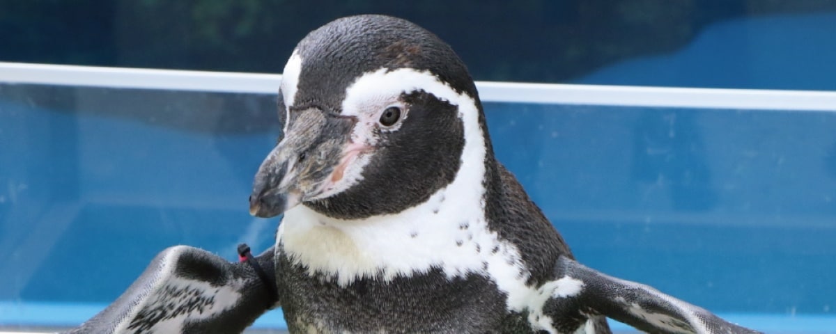 ペンギンフレンドリータイム｜仙台うみの杜水族館