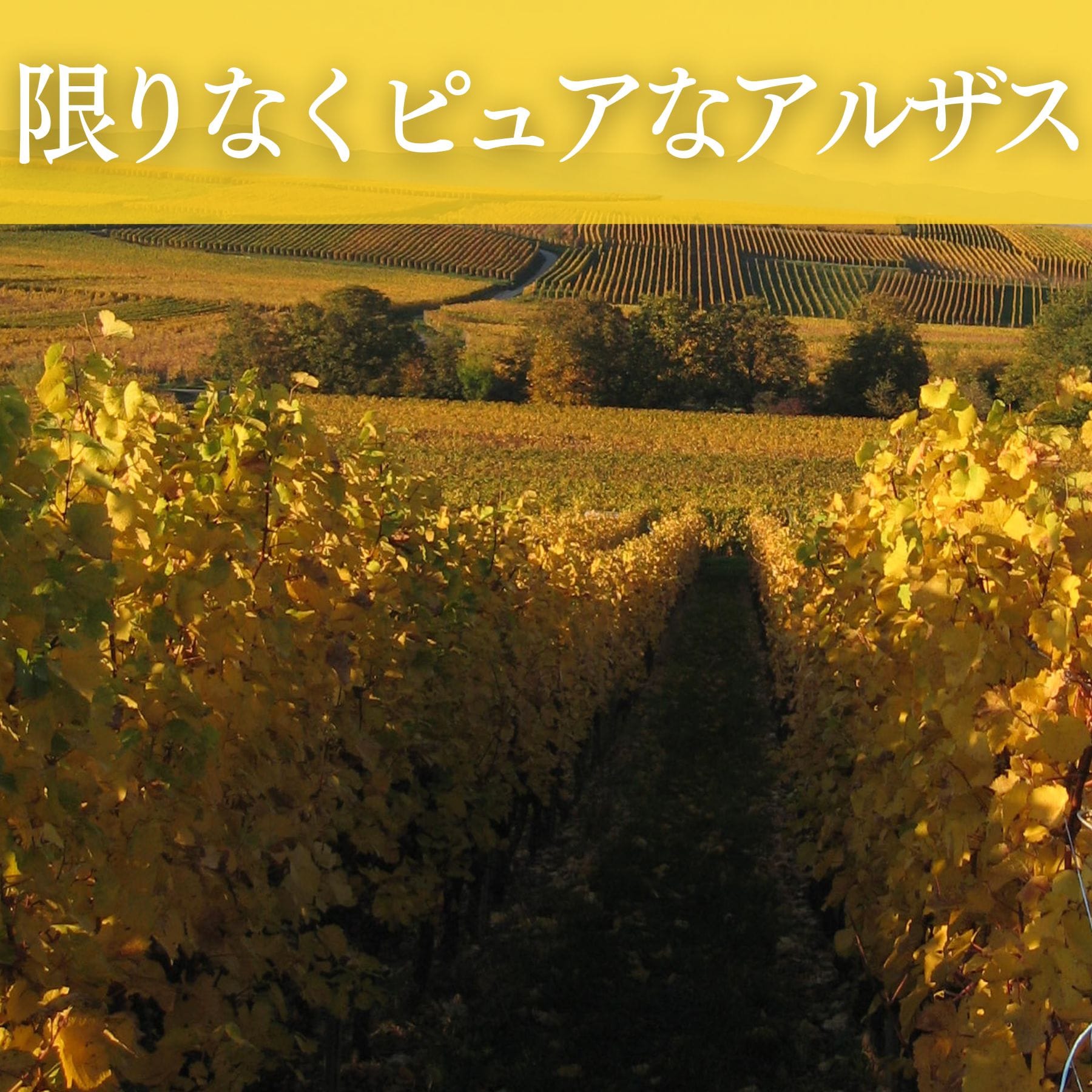 アルザス ゲヴュルツトラミネール ヴァロンブール／ポール・ジャン