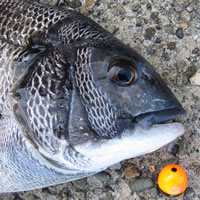 ダイワ 銀狼王牙AGS 0.6号-50 SMT - フカセでチヌ！