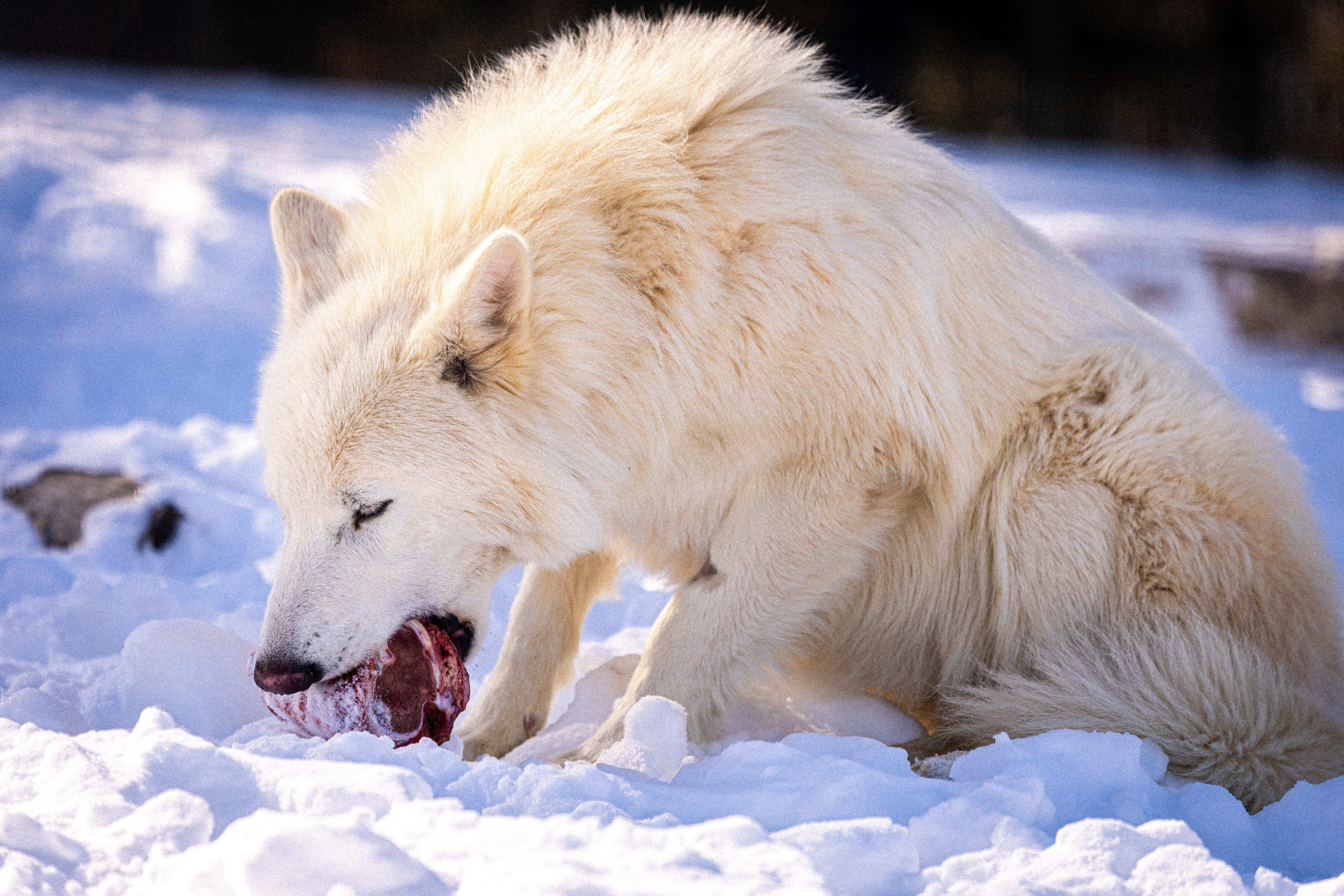 Colossal Biosciences' dire wolves are growing up. See them snacking