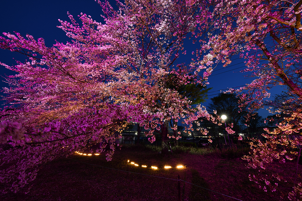 つくば桜のライトアップ2024 を開催いたします