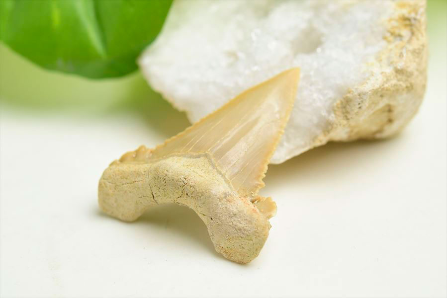 ホホジロザメ 歯 牙 化石｜サメの歯（約7.7g）｜モロッコ産