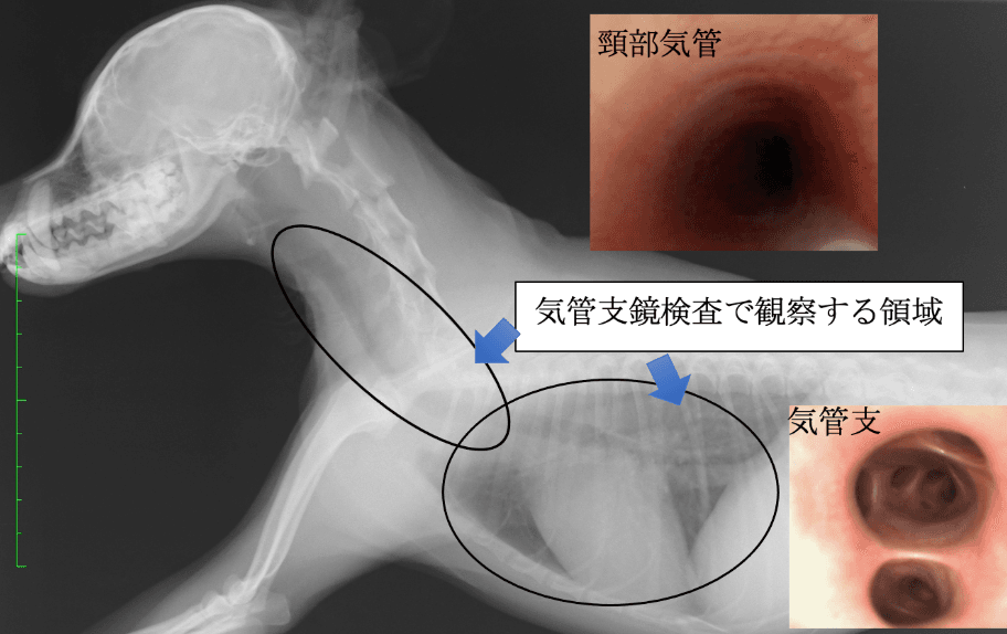 呼吸器科 - 犬猫の呼吸器の病気・症状例・治療法 - ベックジャパン動物