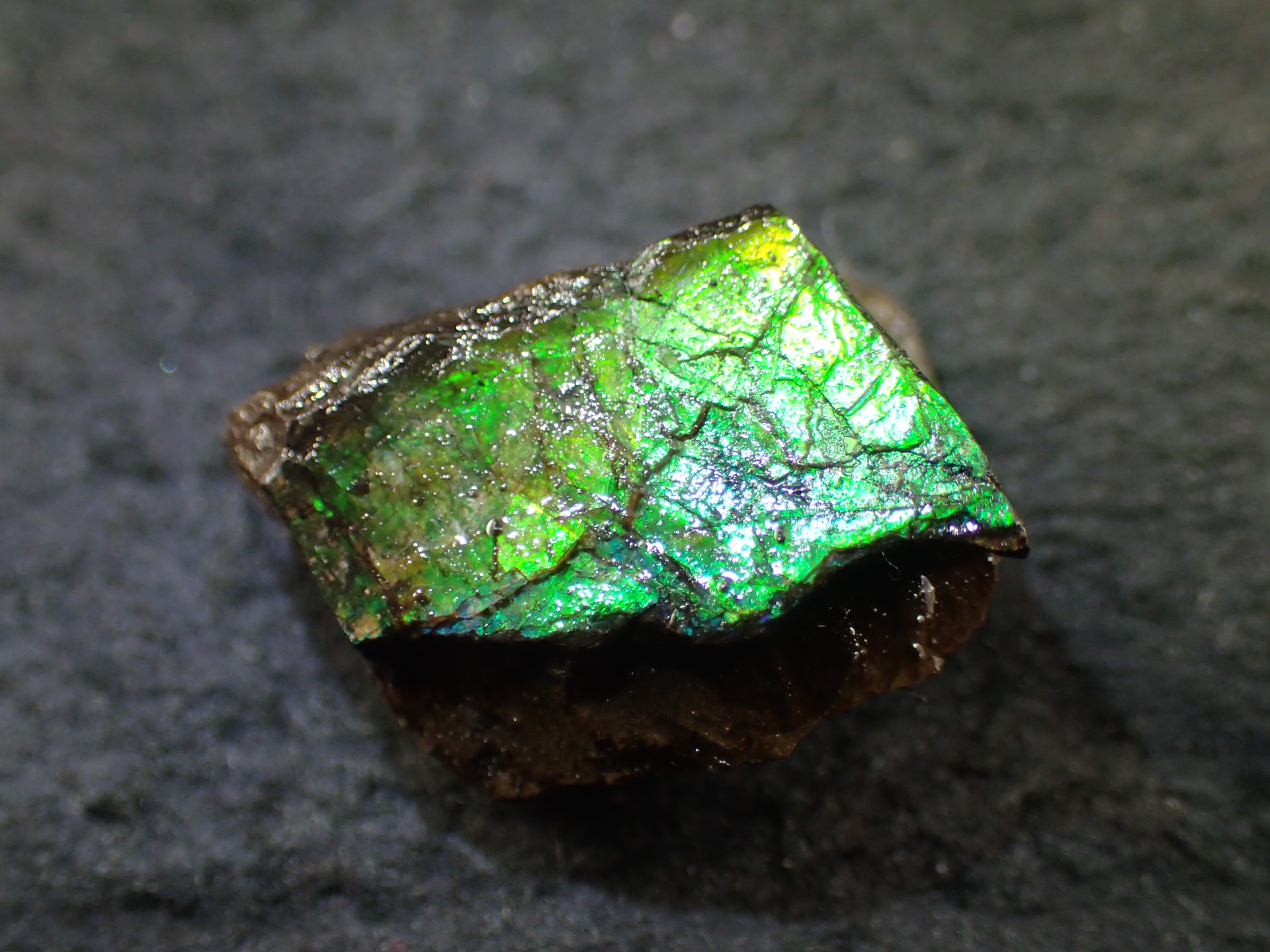 最高品質アンモライト(Ammolite) Alberta, Canada カナダアルバータ州