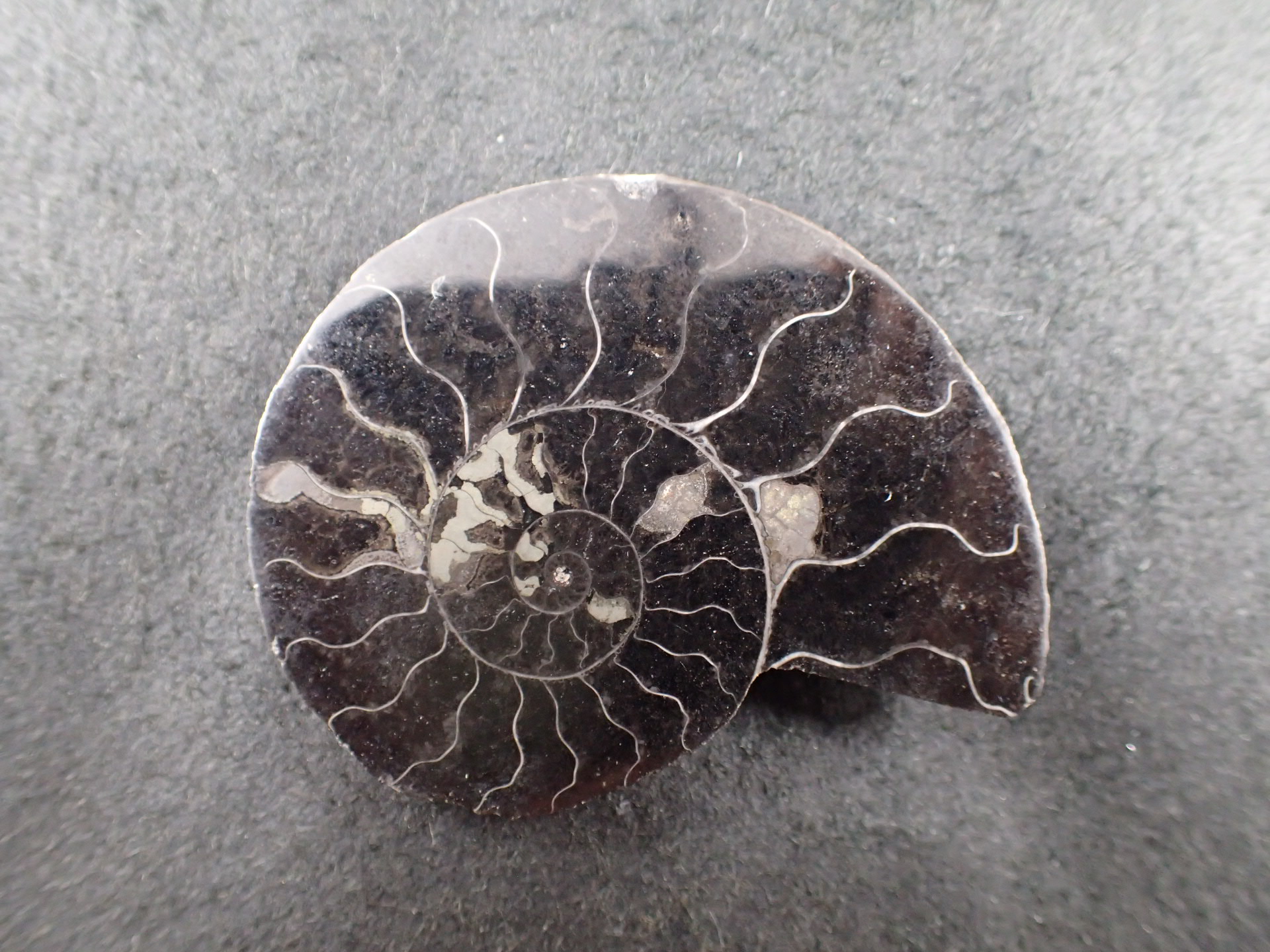 アンモナイト化石 ｜石の販売専門店【vec stone club】