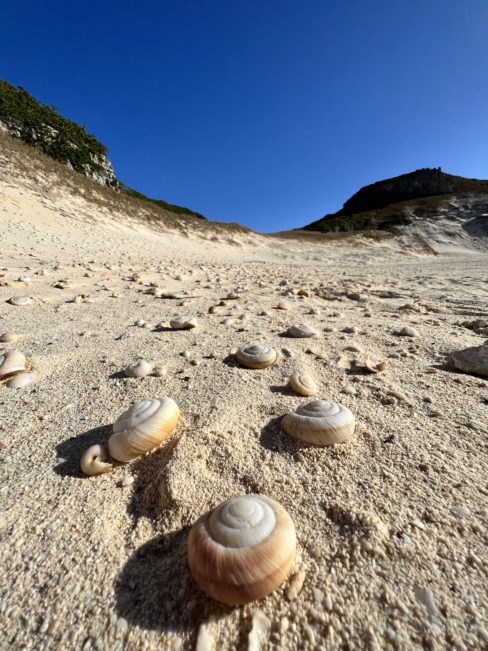 ヒロベソカタマイマイ アーカイブ - 小笠原の口コミ（クチコミ）情報サイト