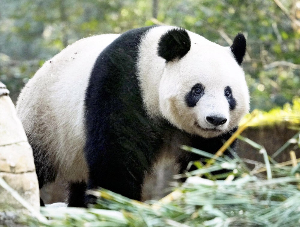 上野動物園にいたパンダ「シャンシャン」、中国でも元気な姿で魅了