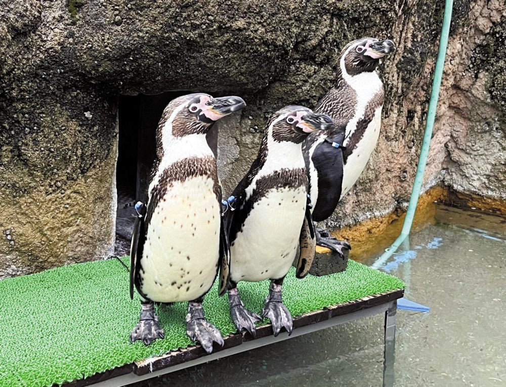 20250423-OYTNI50023-1.jpg?type=ogp