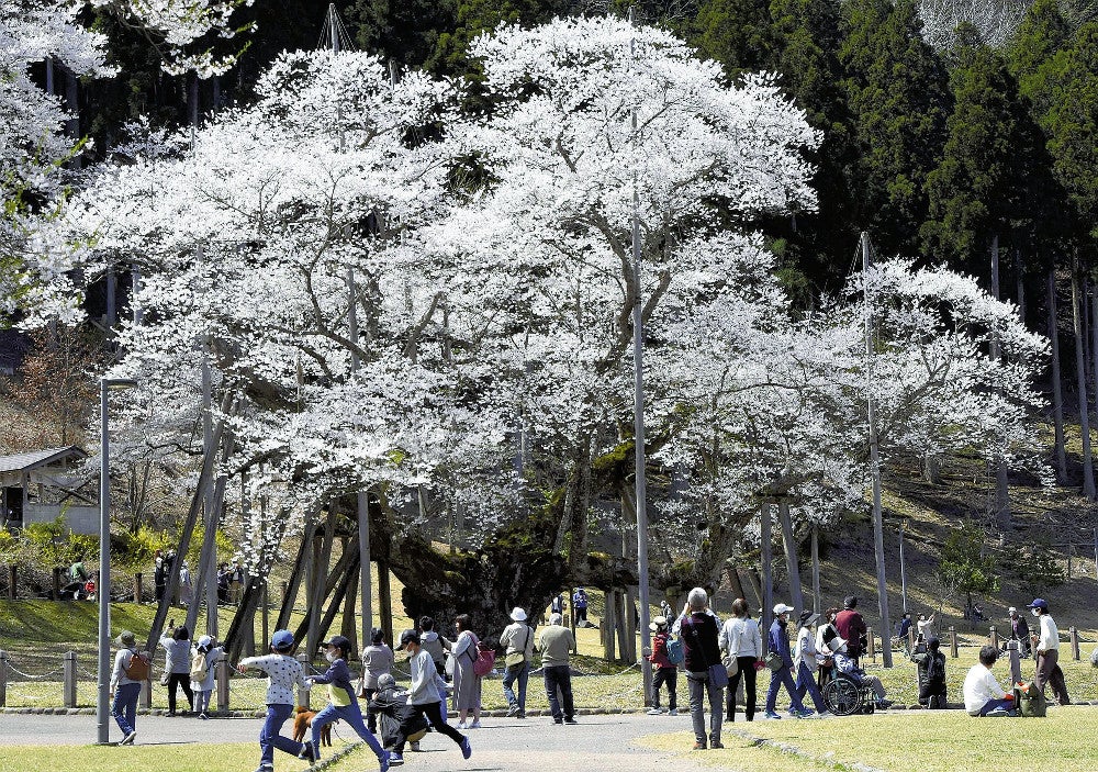 日本三大桜の一つ「根尾谷淡墨桜」が満開…樹齢約1500年 : 読売新聞