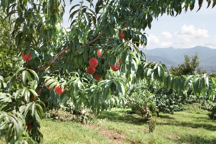 山梨の桃を、いつでも味わってもらえるように。数量限定！桃農家が