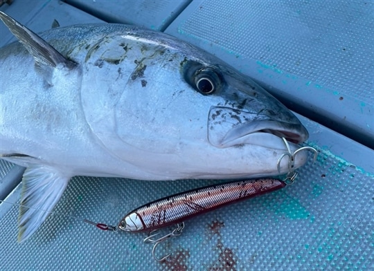 釣果情報コーナー｜Maria｜海のルアーフィッシングのパイオニア