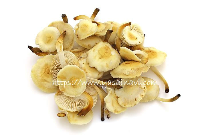 エノキタケ えのきたけ エノキ