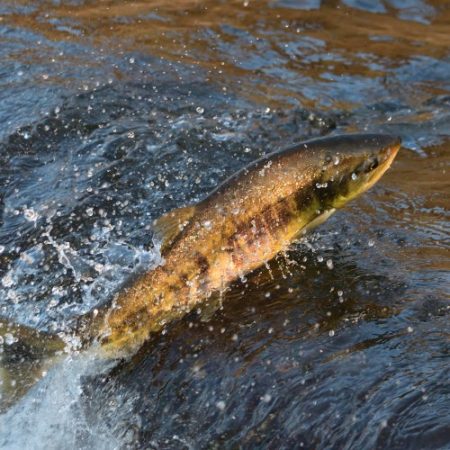 命をつなぐ 鮭の遡上 | 遊佐鳥海観光協会