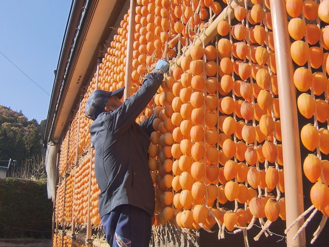 オレンジ色に染まる軒先 「伊自良連柿」づくり最盛期 岐阜県山県市