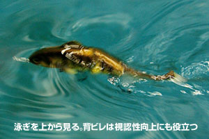 COFUNAZZY コフナジー ｜ IMAKATSU ｜