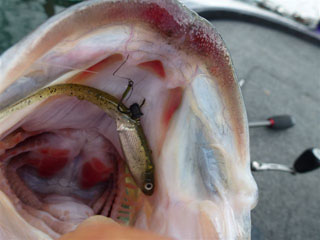 Flash Needle Shad フラッシュニードルシャッド ｜ IMAKATSU ｜