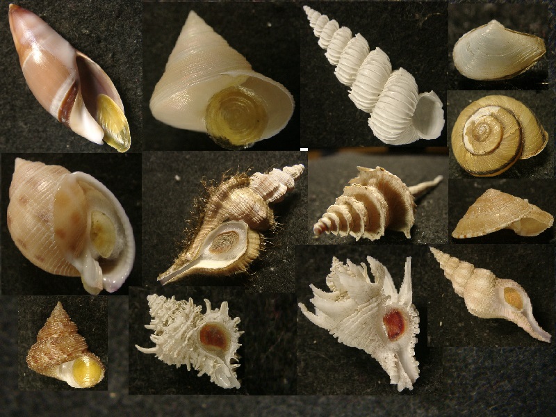 すべて｜貝殻標本店「F]