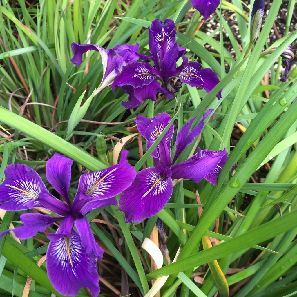 Iris x pacifica 'Violetta' - Xera Plants