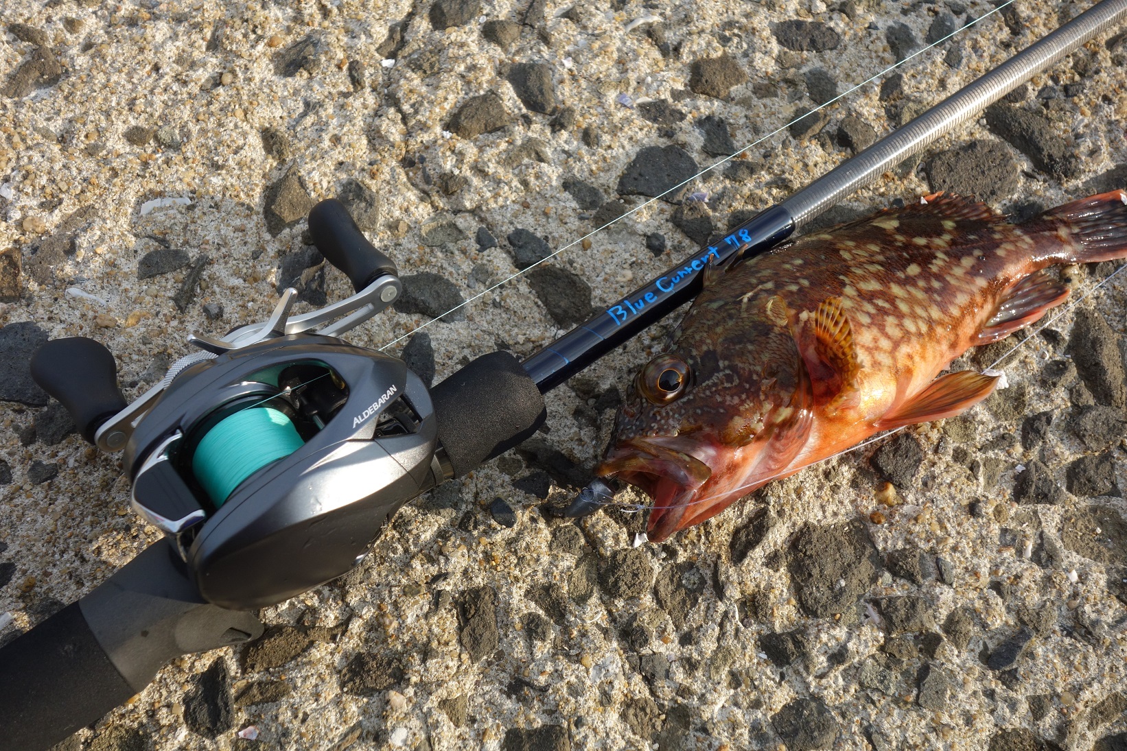 NEW!! BlueCurrent Baitモデル＆82F【商品紹介】 | YAMAGA