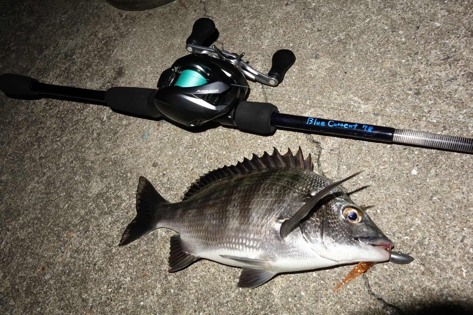 NEW!! BlueCurrent Baitモデル＆82F【商品紹介】 | YAMAGA