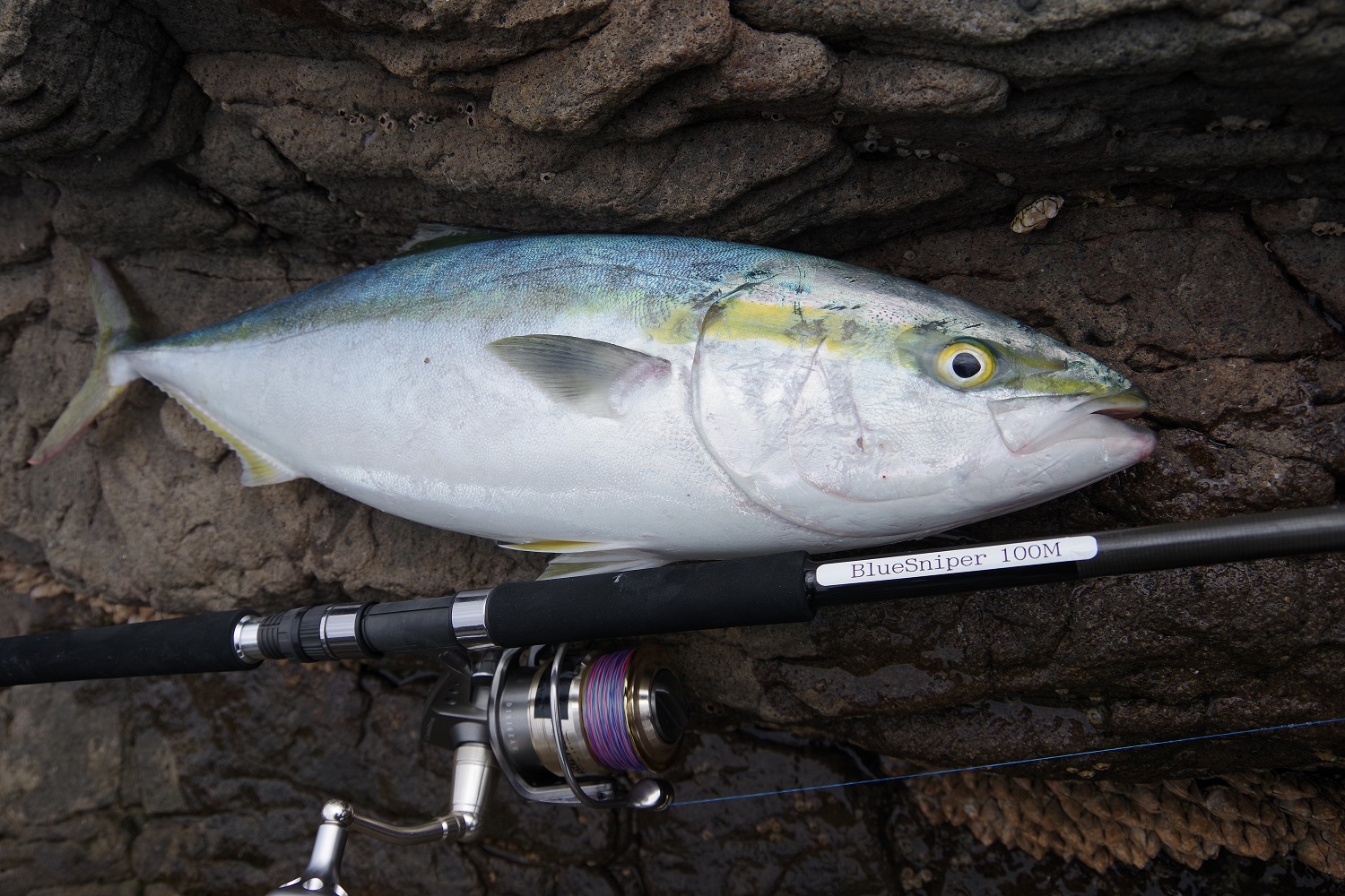 BlueSniper ナノコンセプトモデル 【商品紹介・比較】 | YAMAGA