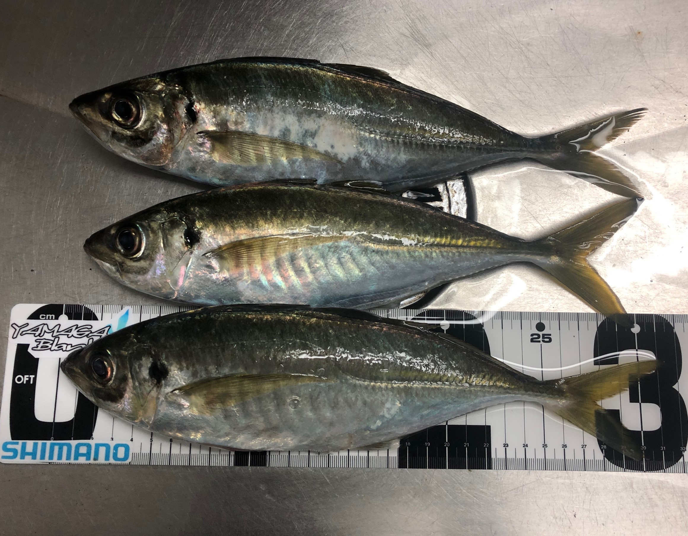 日本海 アジング Blue Current 53TZ 58TZ | YAMAGA BlanksYAMAGA Blanks