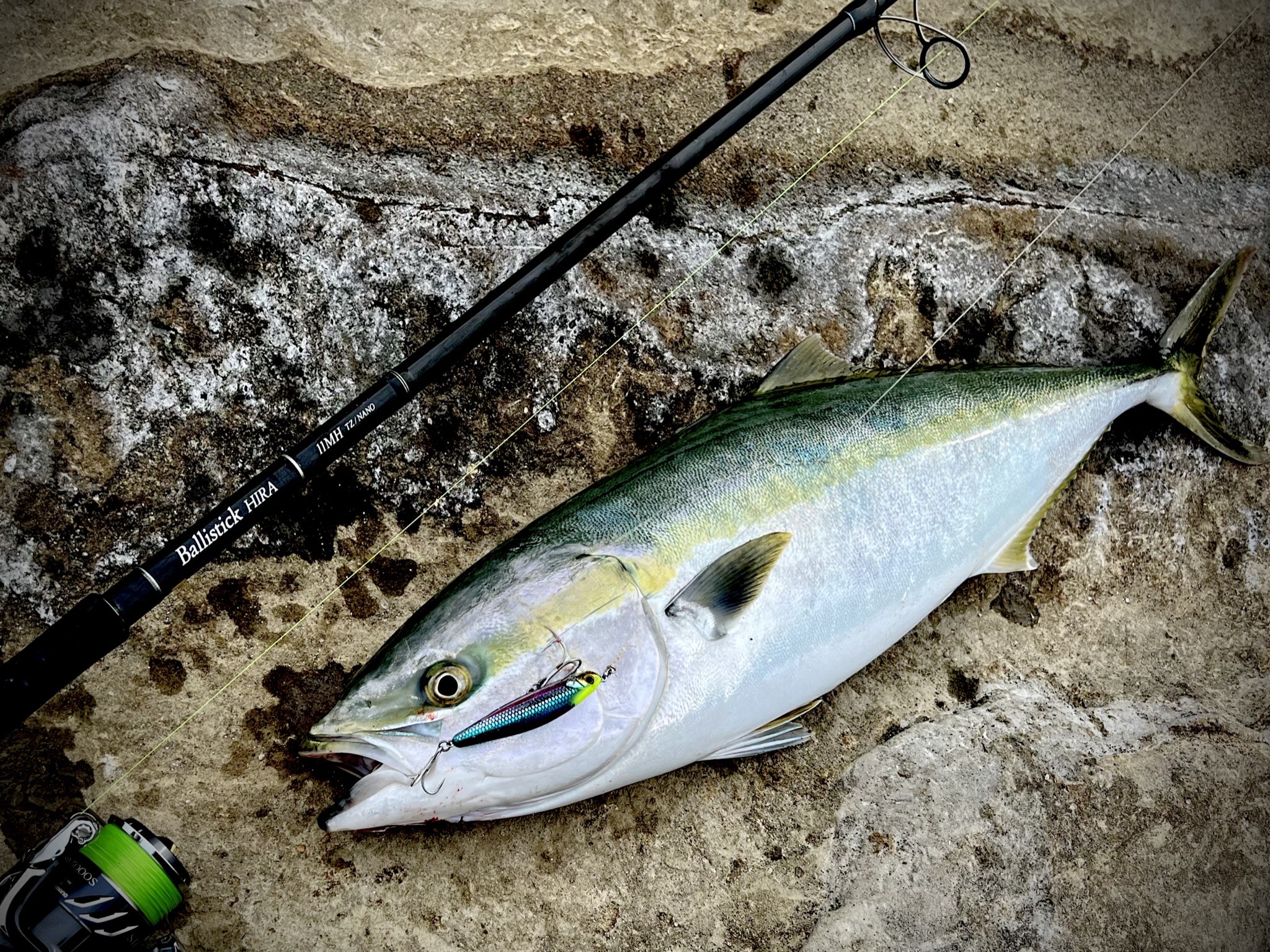 神奈川県】ブリ Ballistick HIRA 11MH TZ/NANO | YAMAGA BlanksYAMAGA