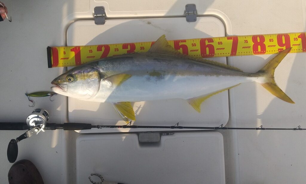 熊本県】ヒラマサ Galahad624B電動 | YAMAGA BlanksYAMAGA Blanks