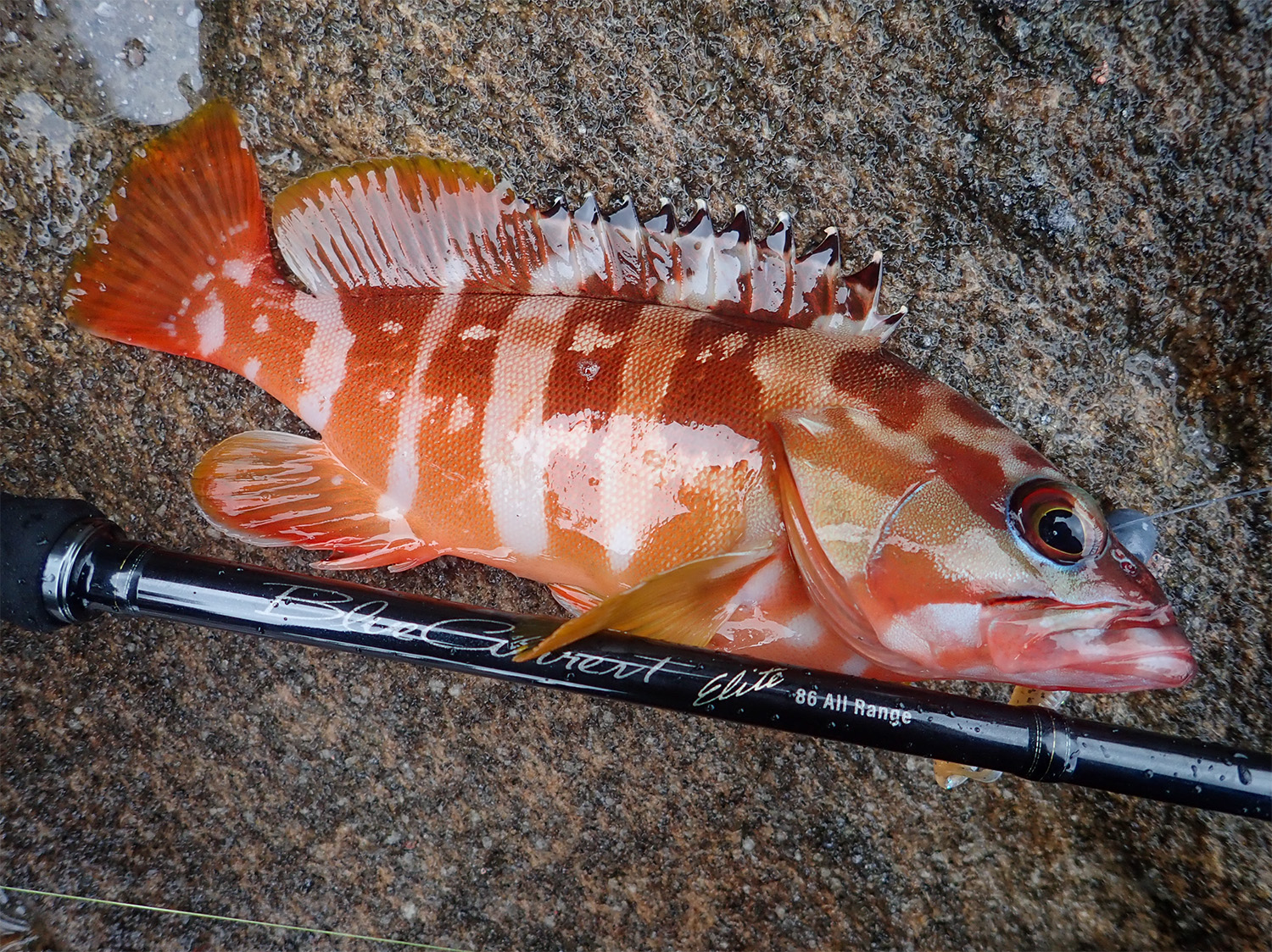 2024年新製品】攻めの一本！ブルーカレント86オールレンジ・エリート