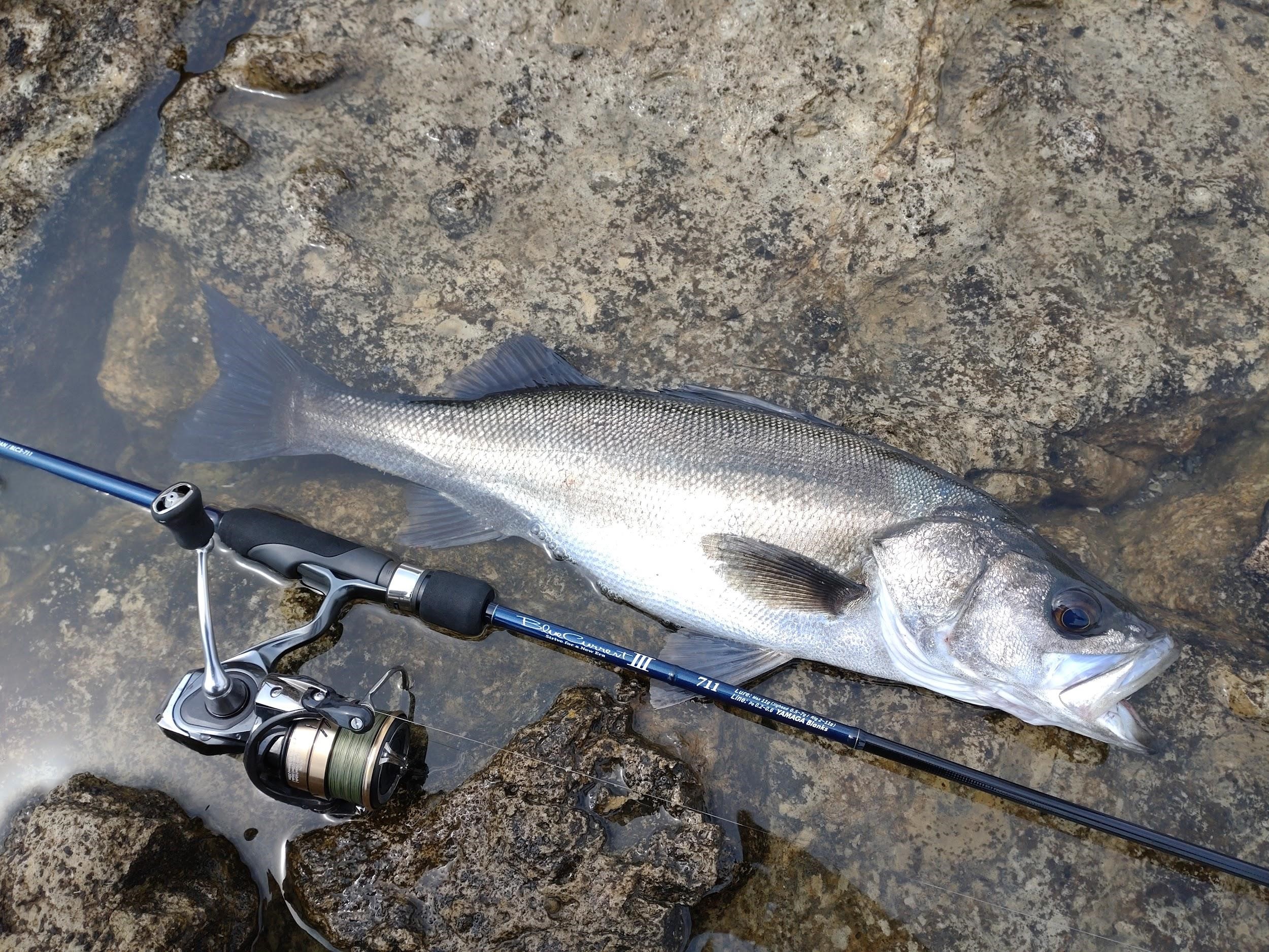 ブルーカレントⅢ 使い分け＆タックルセッティングについて【FS