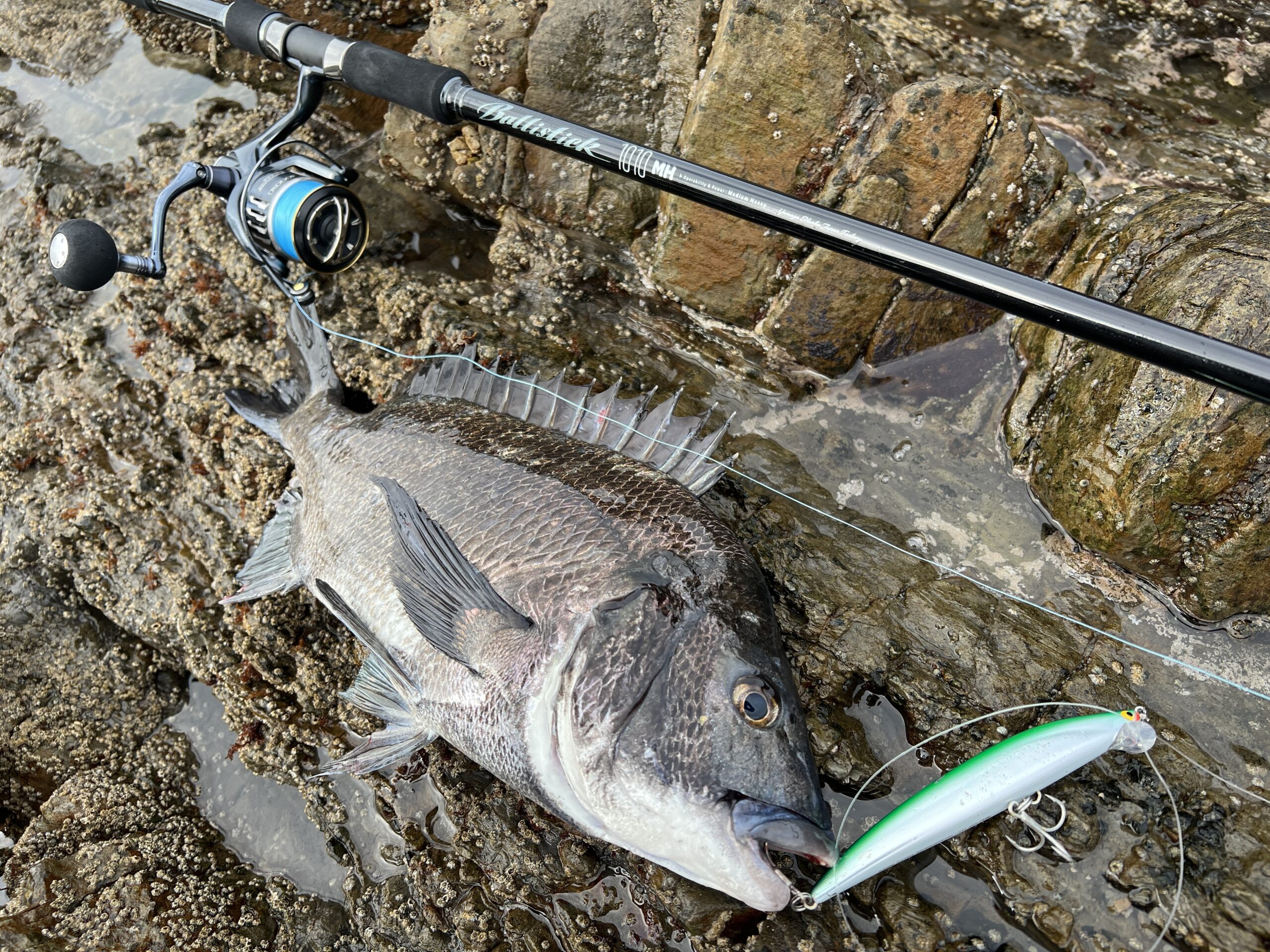 ヒラスズキ対応モデルを比較！｜バリスティック106M-MH＆1010MH実釣