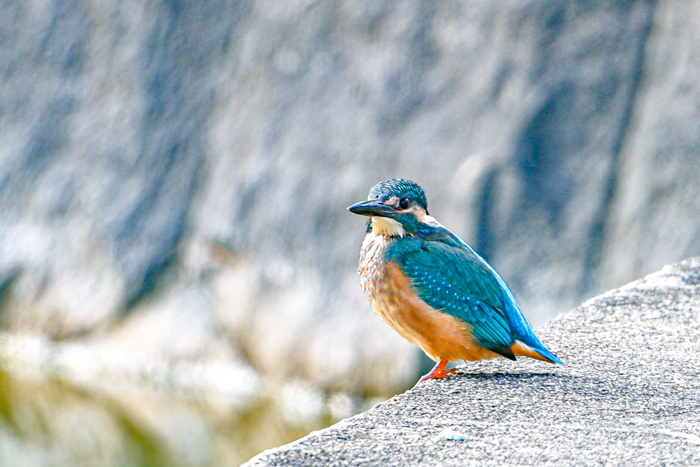 空を飛ぶ青緑の宝石 カワセミ | 山形会議