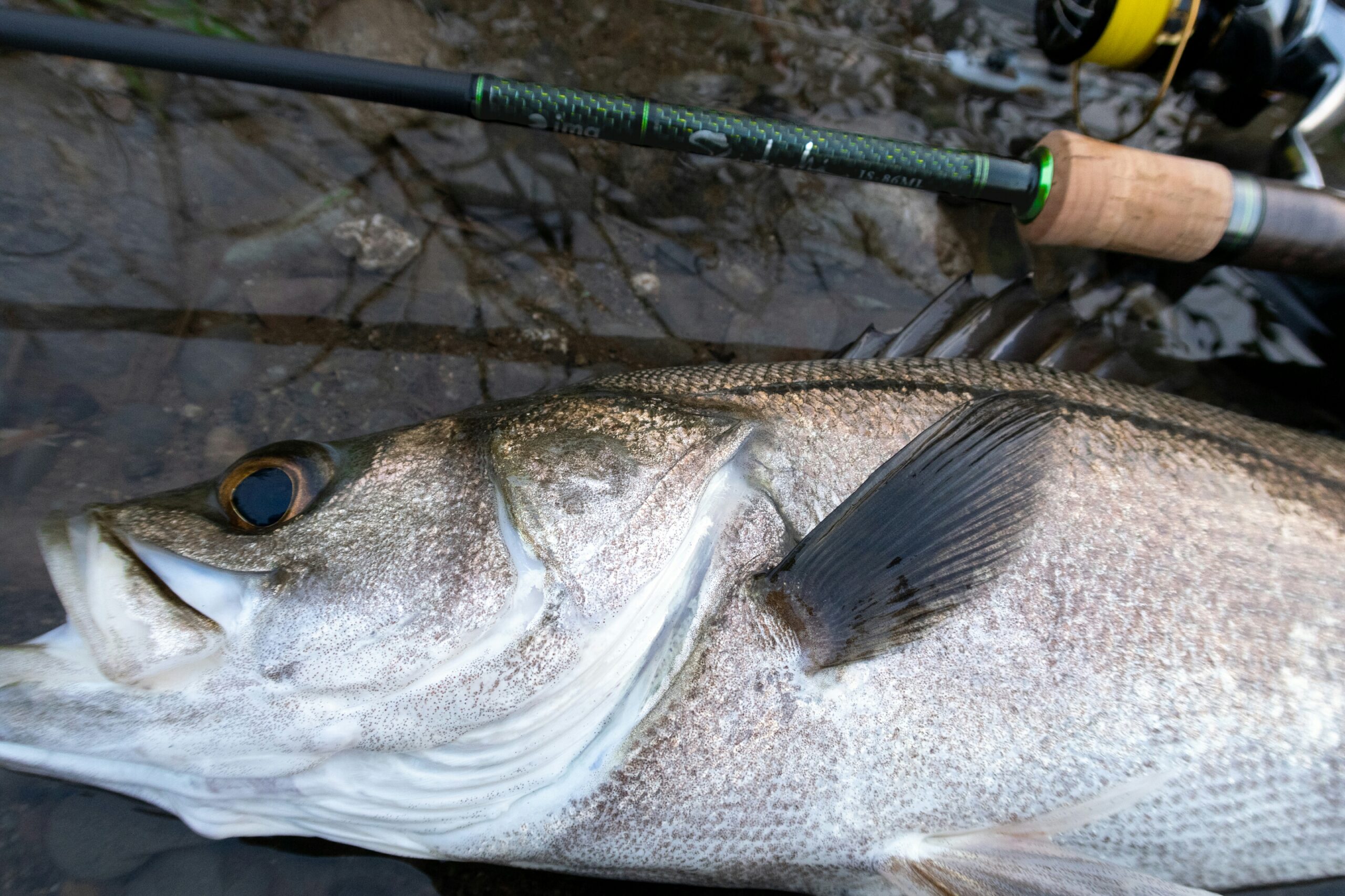 清流フィッシング㉗-シブミ86MLに日中の清流鱸入魂完了。- | やまやま
