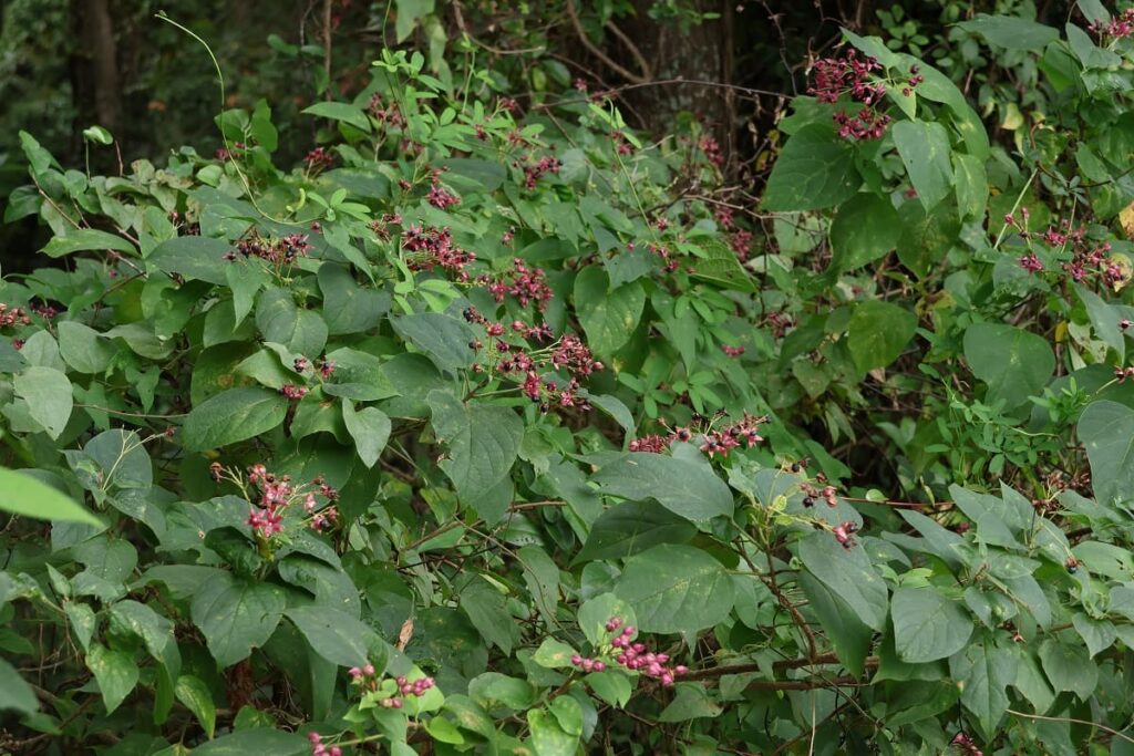 クサギの実を使って布を染めてみた【草木染】 | 国際結婚夫婦☆椿と