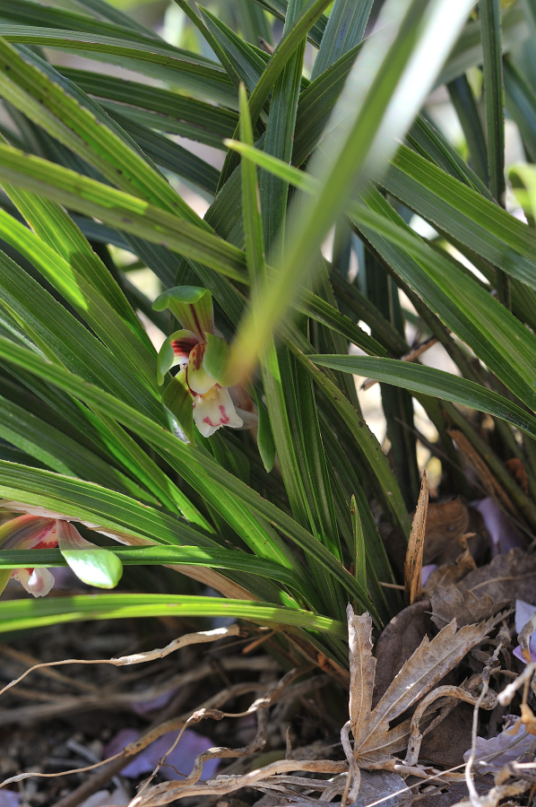 春蘭(しゅんらん) – 山野草栽培