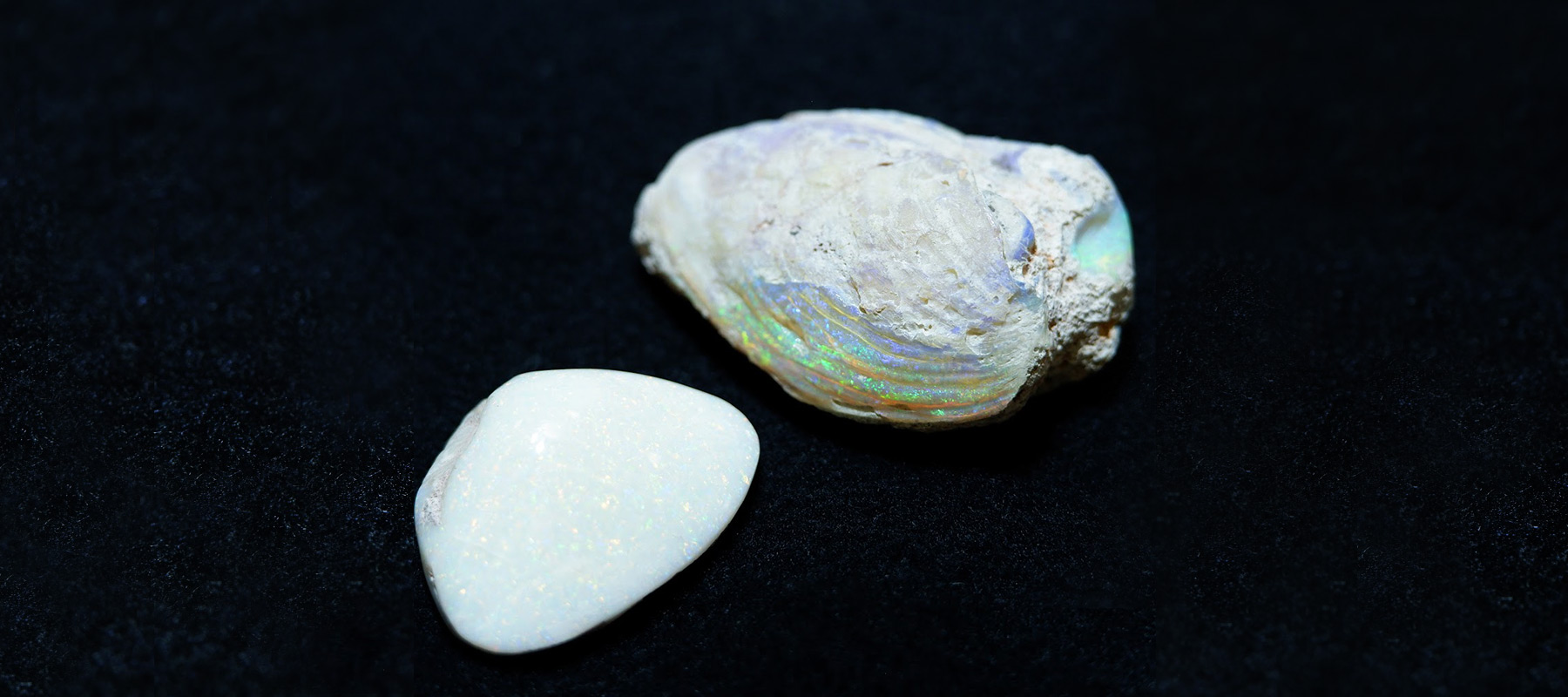 シェルオパール」 | 洋灯舎