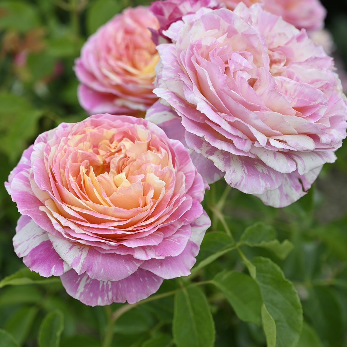 予約苗 バラ苗 【クロードモネ】 (新苗) シュラブ 半つる性 四季咲き