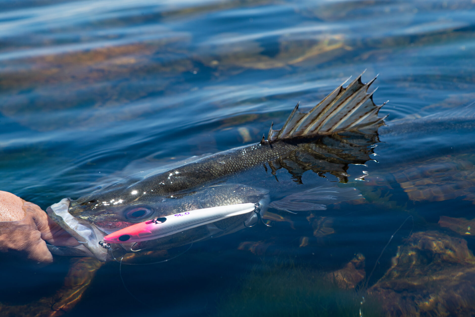 PLAISIR ANSWER - ZENAQ | Official-Web