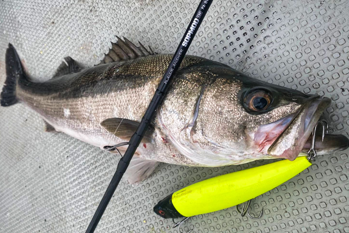 PLAISIR ANSWER SOPMOD - ZENAQ(ゼナック) | オフィシャルサイト