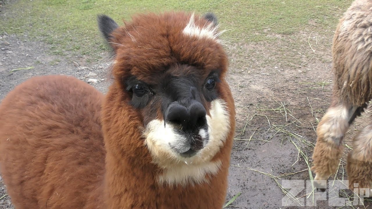 アルパカ | 動物図鑑 | ZFC.jp