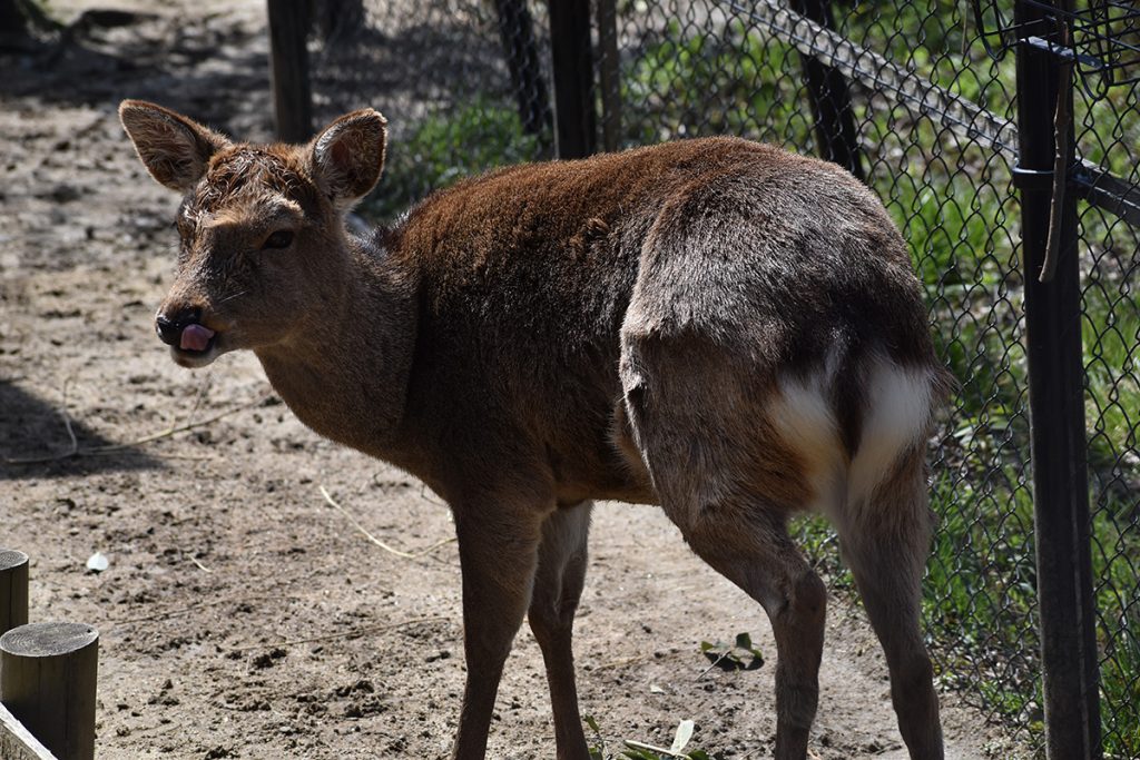 ホンシュウジカ | | 京都市動物園