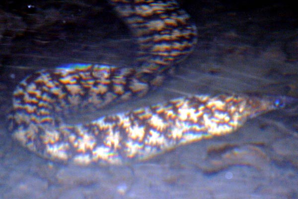 ウツボ(2008.11.23) - WEB魚図鑑