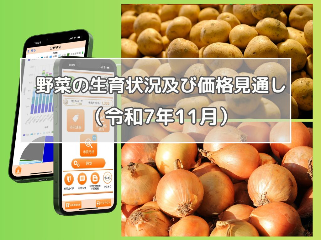 収穫の秋が到来し、野菜の価格は徐々に平年並みに戻りつつあります