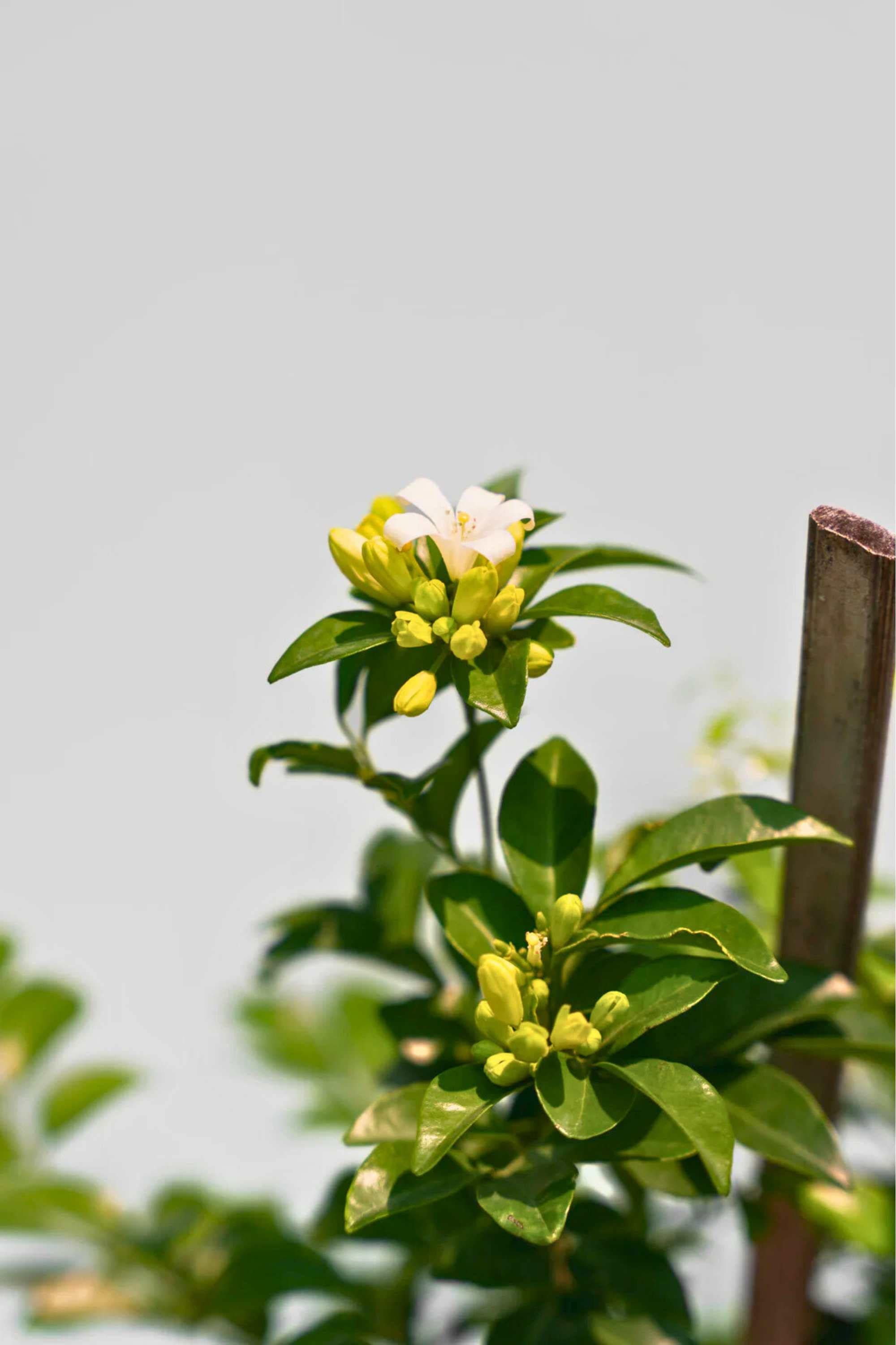 Jasmine – Umm Al Salsal Trading Flowers & Plants LLC