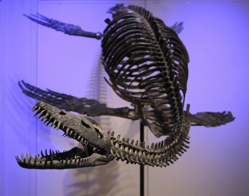 海に生きた首長竜プレシオサウルス、赤ちゃん産み育てていた 胎児化石