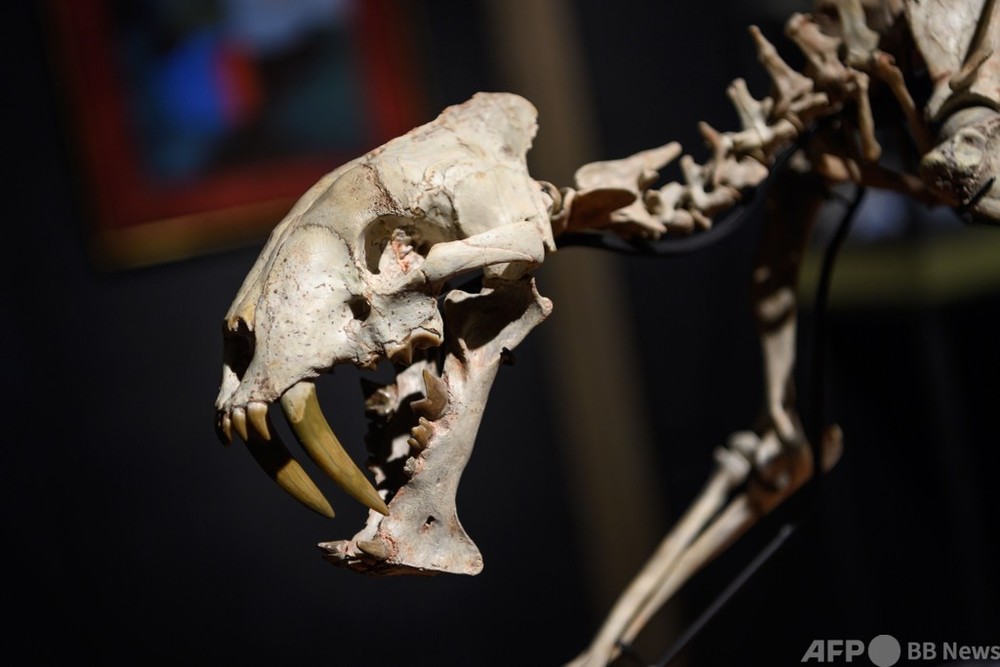 サーベルタイガー」の骨格標本、880万円で落札 写真8枚 国際ニュース