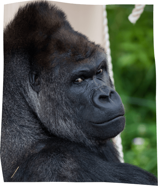 ゴリラの現状・紹介｜A.Flocon