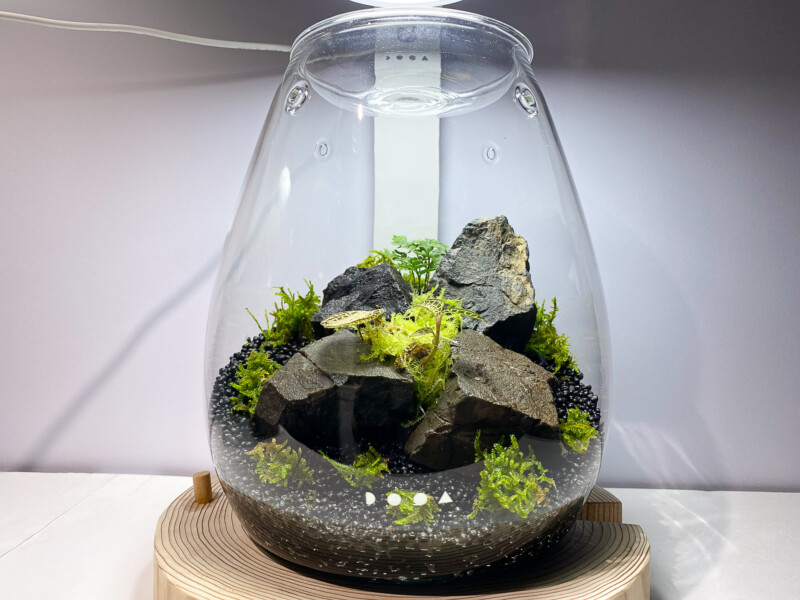 アンティーク サグリエ アシッド＆透明ガラス 宿り木 蒲公英 銀縁大深