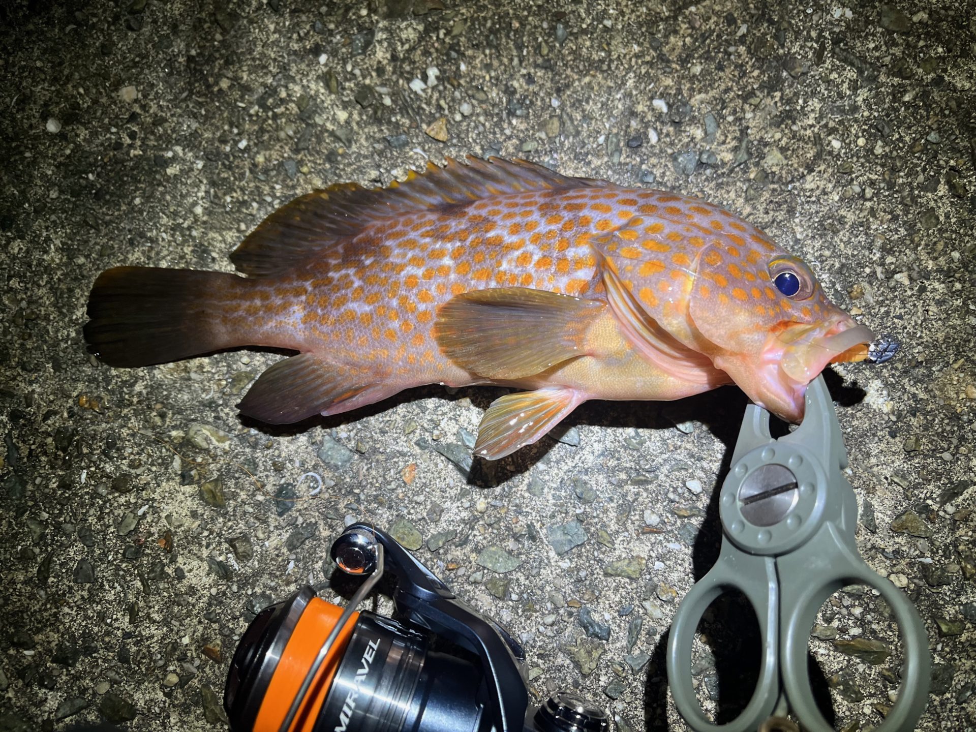 2024年の釣り始めは淡路島。22ミラベルでアジング | madaoもアジング